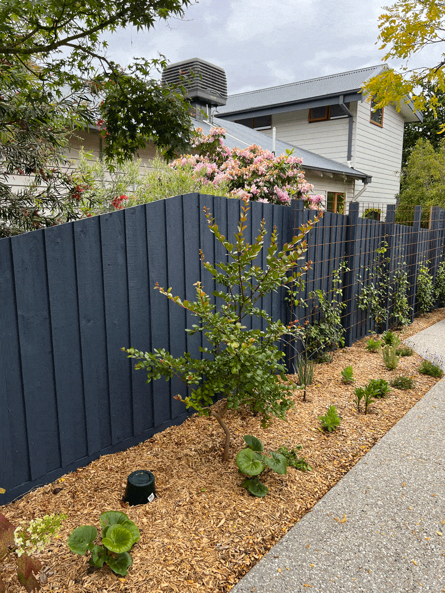 Crepe Myrtle in Nunawading landscape design