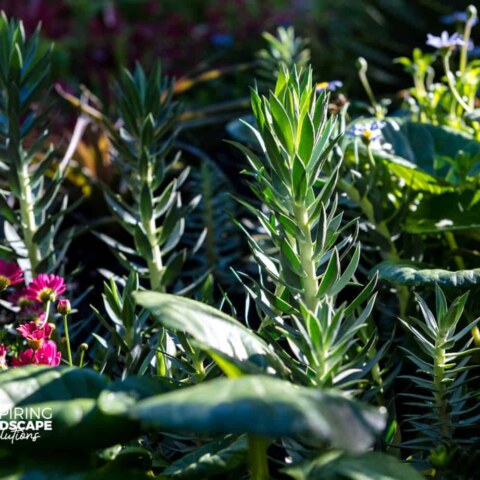 Image Not Found On Media Library