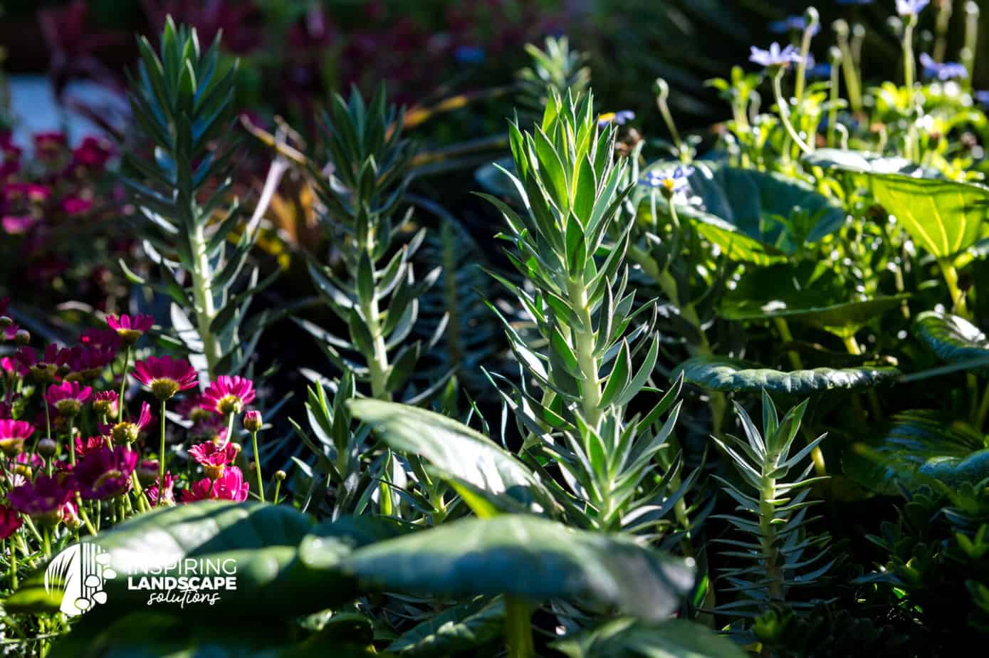 Vertical height of euphorbia rigida