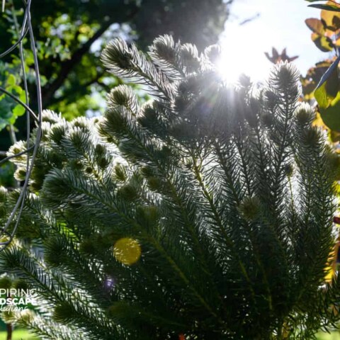 Image Not Found On Media Library