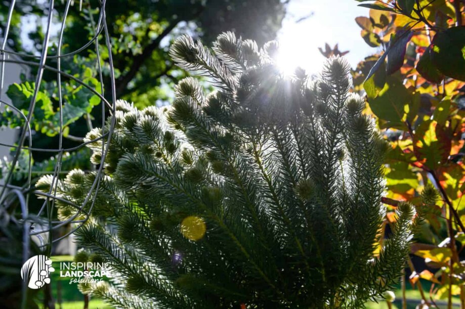 Ethereal impact from sunlight against phylica pubescens