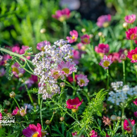 Image Not Found On Media Library