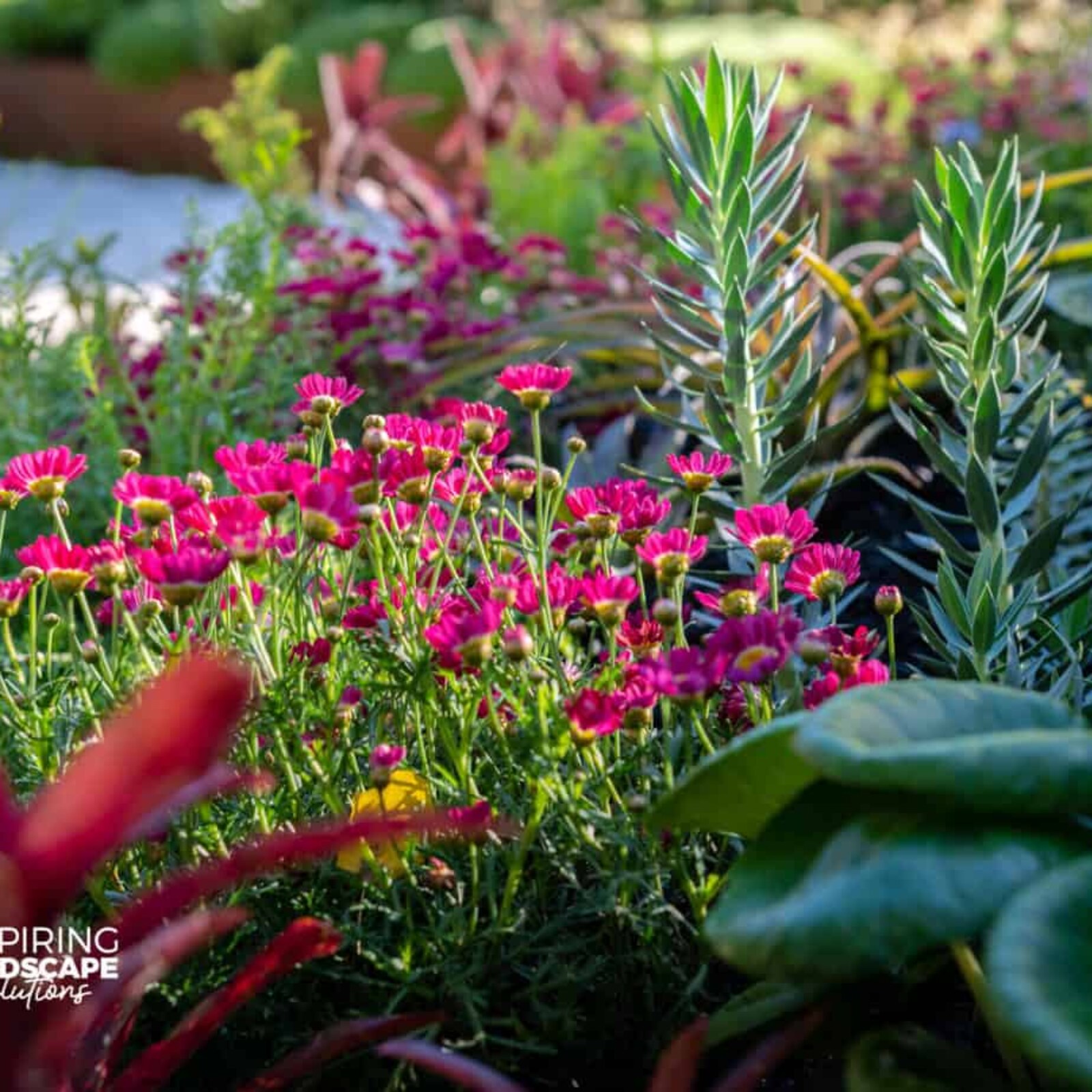 Red neoregelia feature bromeliad and red daisies in planting design