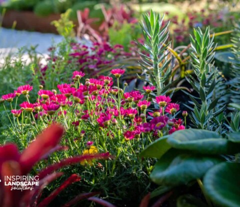 Red neoregelia feature bromeliad and red daisies in planting design