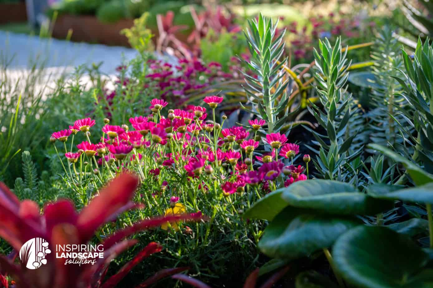 Red neoregelia feature bromeliad and red daisies in planting design