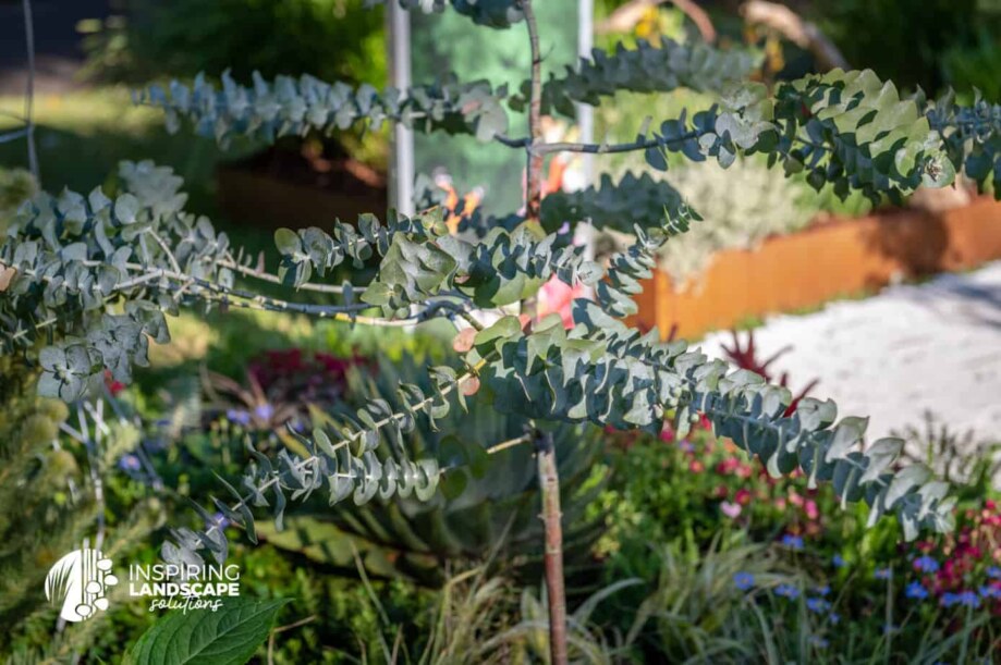 Eucalyptus Baby Blue at MIFGS 2023 border garden display