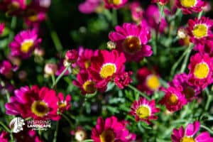 Argyranthemum Red Baron