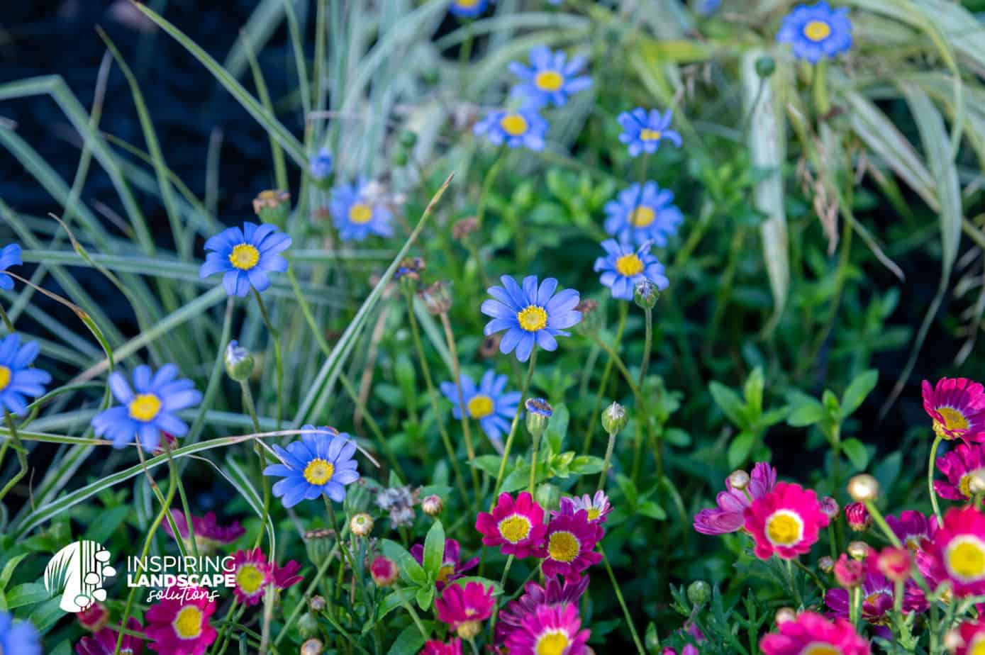 Red and blue marguerite daisies