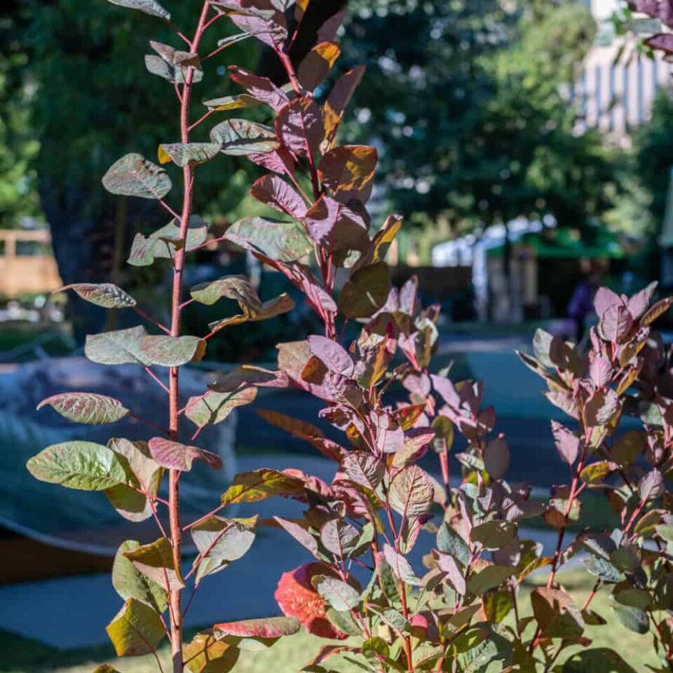 Image Not Found On Media Library