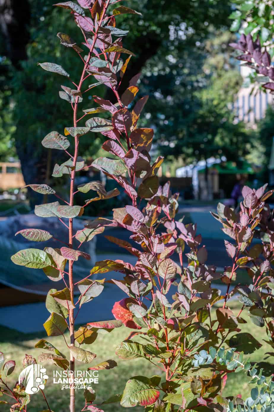 Cotinus grace at MIFGS 2023 border garden display