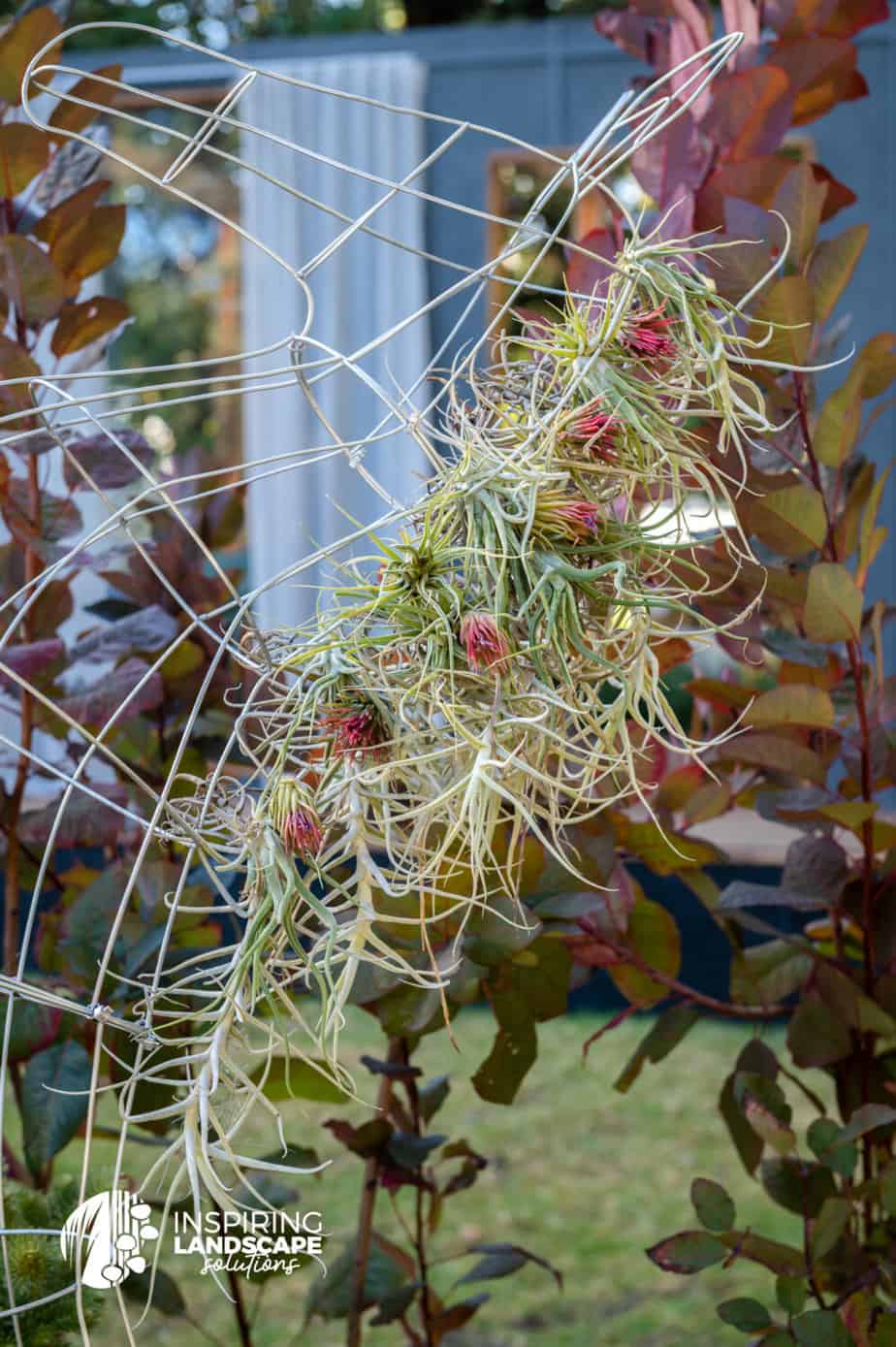 Air plants including tillandsia ionatha on horse shaped wire frame