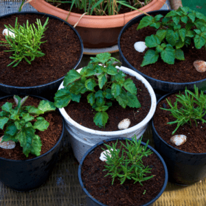 Make Gardening Easy By Using Separate Containers and Pots