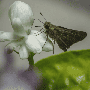 A Brown Moth On My Jasmine Plant