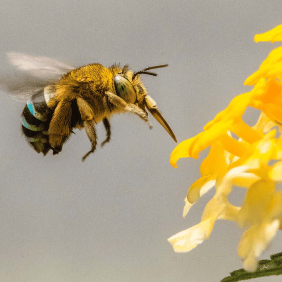 A Honey Bee Getting Ready To Pollinate A Flower In My Garden