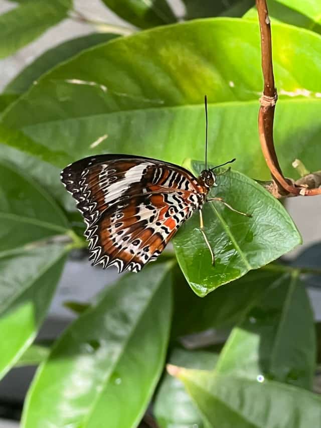 A Brown Butterfly In My Garden