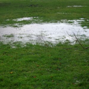 Waterlogged lawns can be caused by drainage issues
