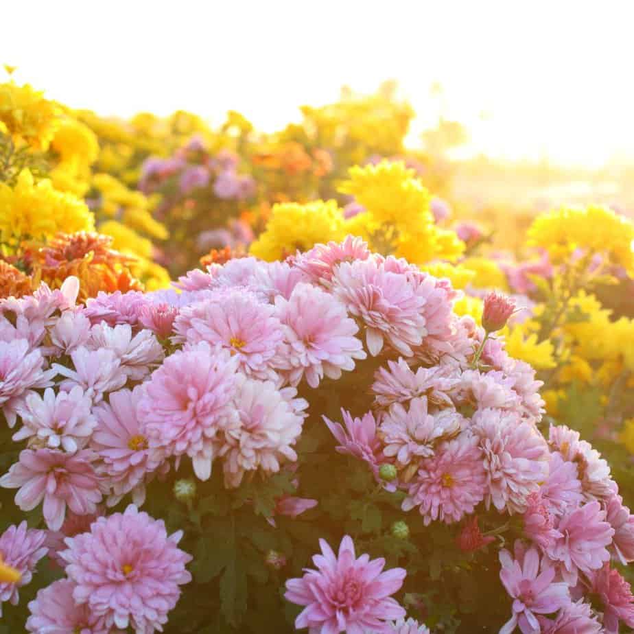 The colours of the chrysanthemums evoke the sunshine and calmness