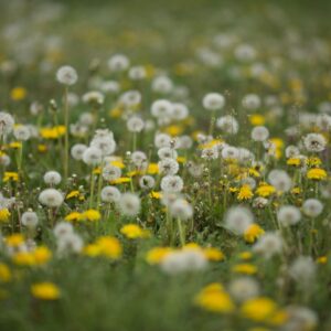 Dandelions are entirely edible and offer a slightly bitter taste.