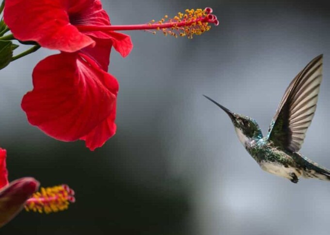 Where flowers meet wildlife