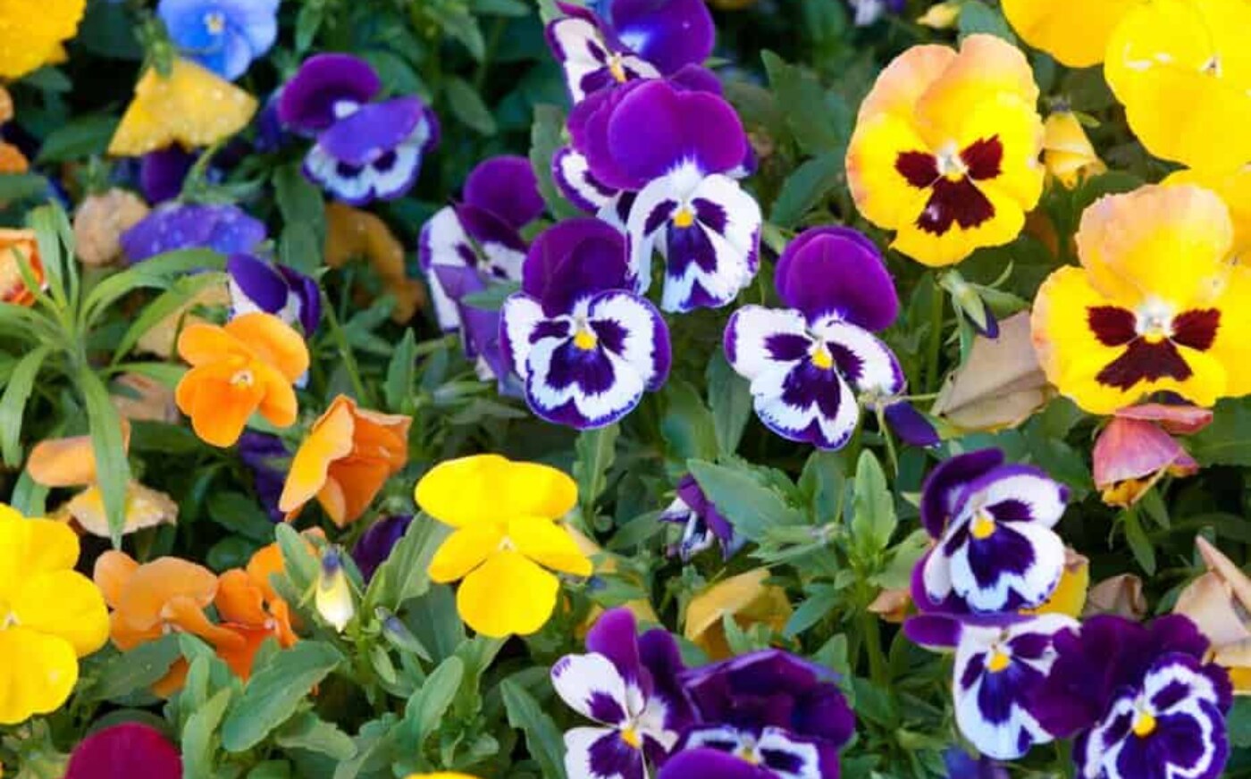 Use various colours throughout your garden