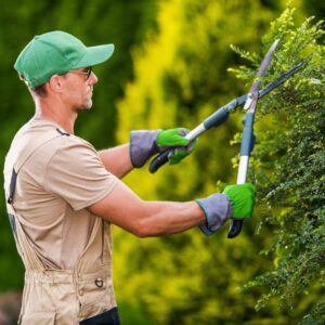 Prune and maintain your hedges