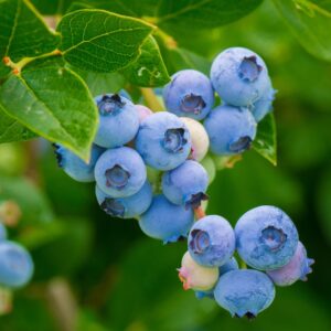 Blueberry plants growing in pots with clusters of ripe blueberries surrounded by lush green leaves.