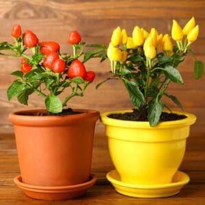 Growing capsicum in containers is not only easy but also looks great