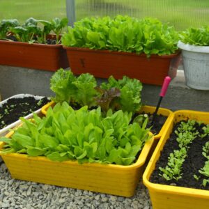 Leafy greens are perfect for container gardening