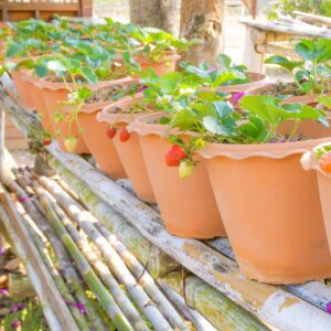 If you're limited on space you can still grow juicy strawberries in containers