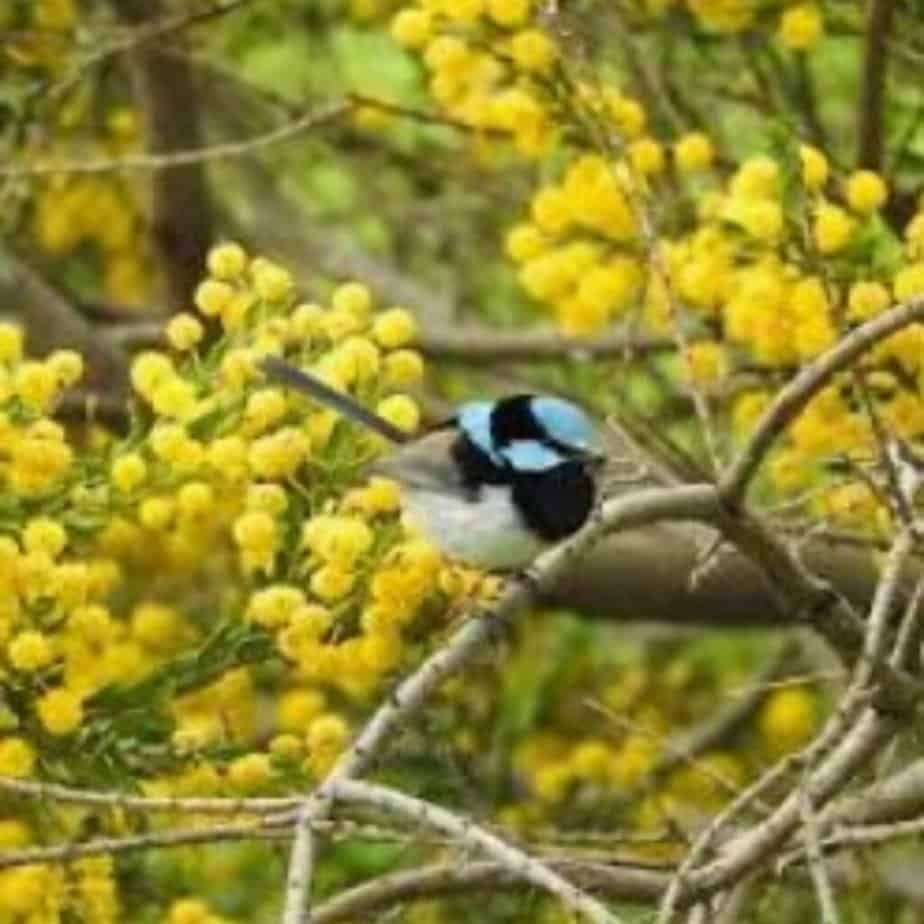 A vibrant Fairy-Wren, with its brilliant blue feathers perches gracefully on the soft, golden blooms of an acacia plant.