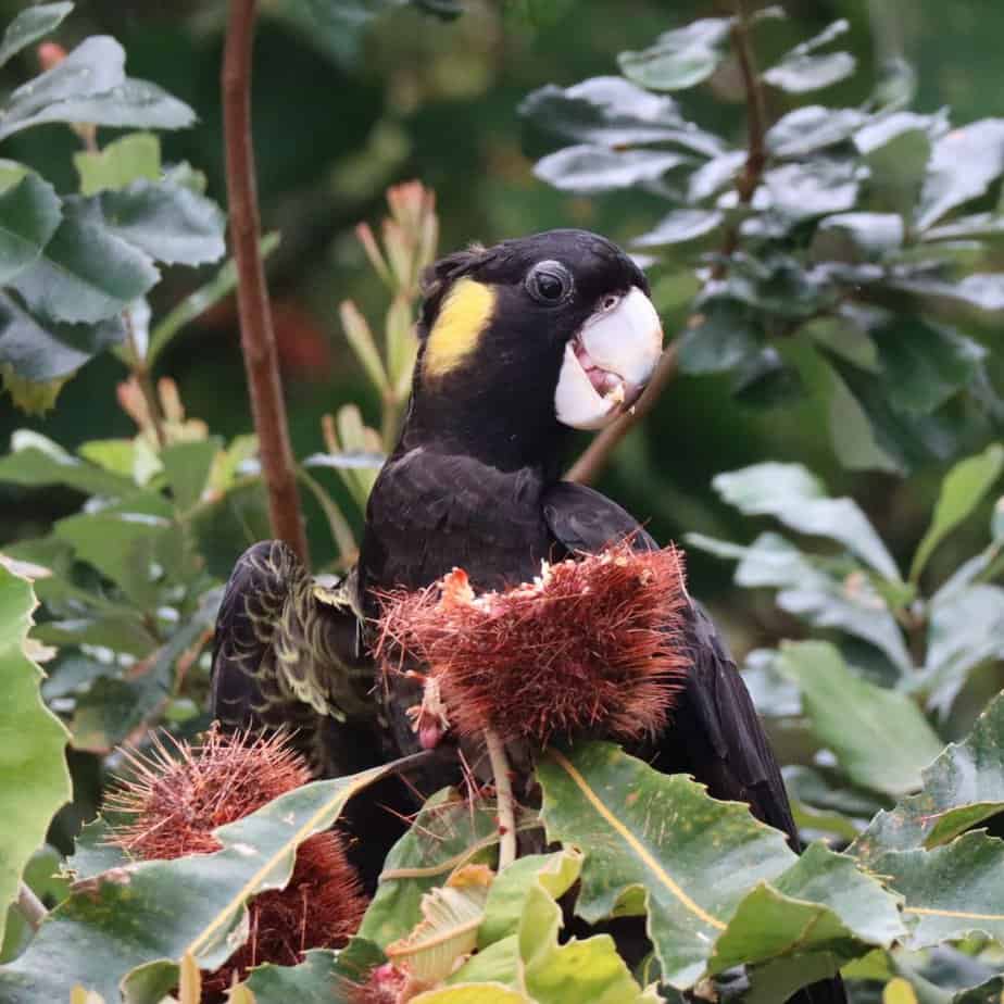 A black cockatoo with glossy dark feathers and striking yellow cheek patches clutches a banksia plant as it feeds.