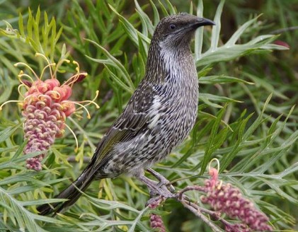 A Little Wattlebird perched on a stunning Grevillea plant.