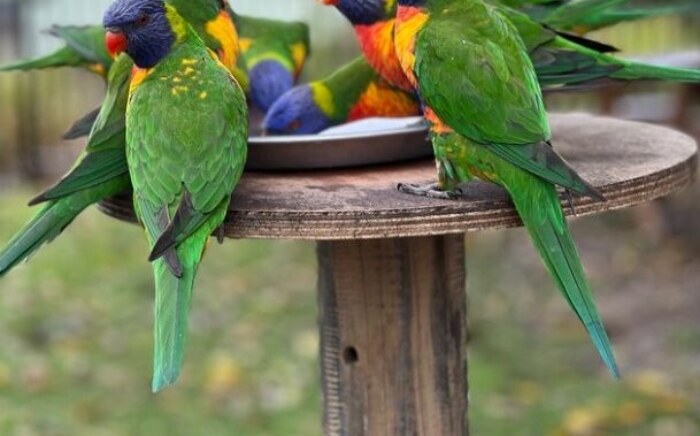 Rainbow Lorikeets enjoying a good feed.