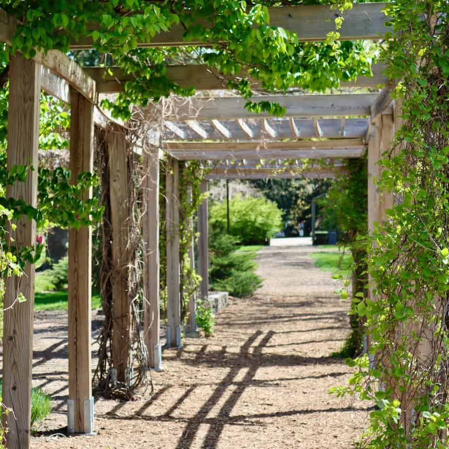 Trellises and Climbing plants providing high-end style shade