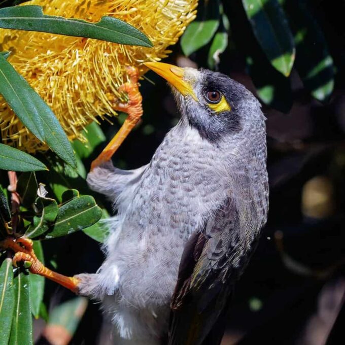 Wildlife enjoying Australian native plants