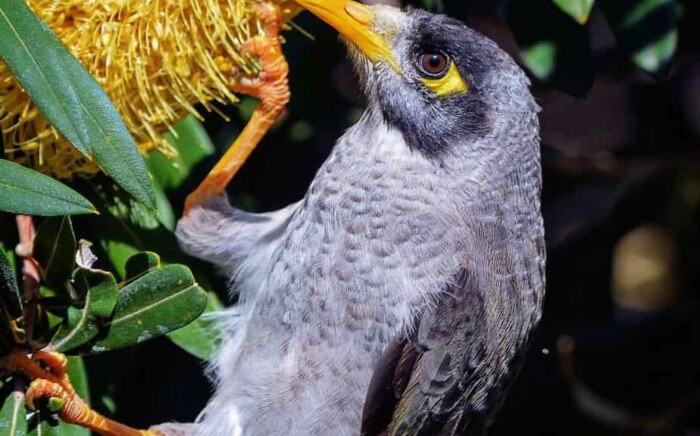 Wildlife enjoying Australian native plants
