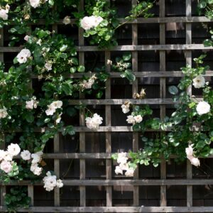 Use a trellis with a climbing vine for privacy