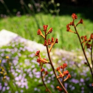 Go for low-maintenance plants like kangaroo paws