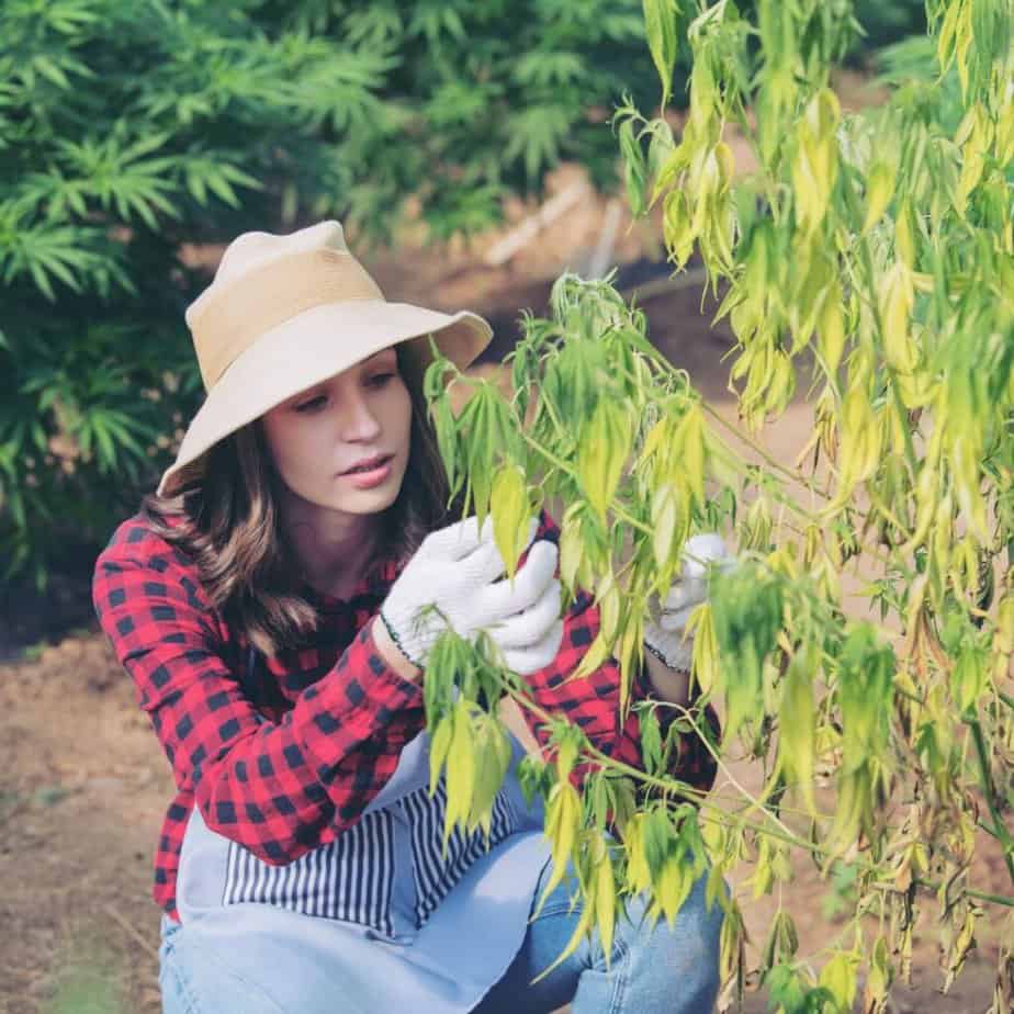 Gardener inspecting her plants during hot weather