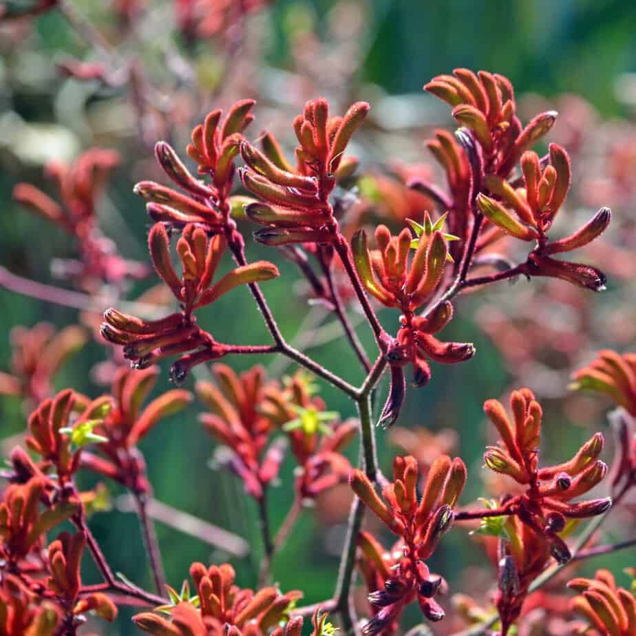 Native plants are great for your garden and budget