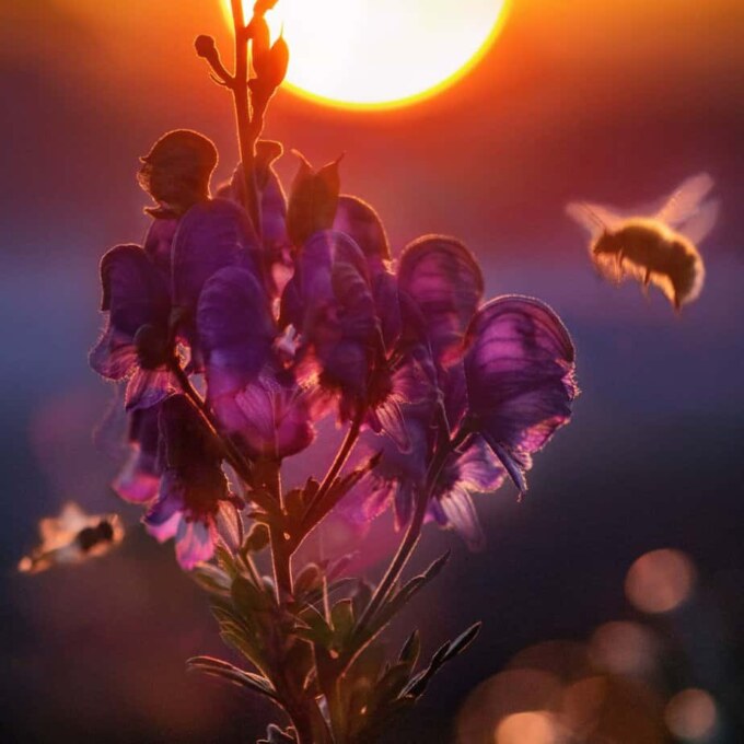 Summer Gardening