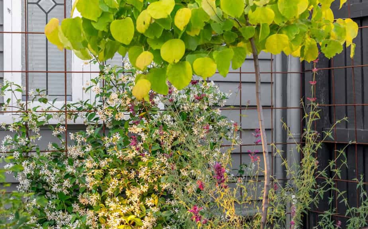 Long-shot view of a chartreuse Cercis Canadensis tree surrounded by jasmine in the Brunswick East rear garden design