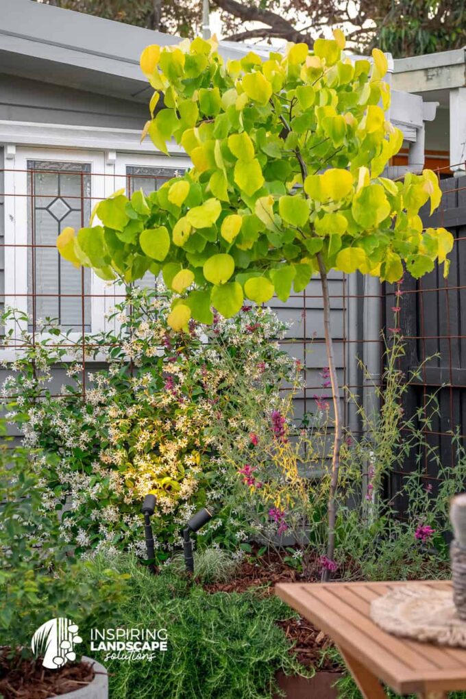 Long-shot view of a chartreuse Cercis Canadensis tree surrounded by jasmine in the Brunswick East rear garden design