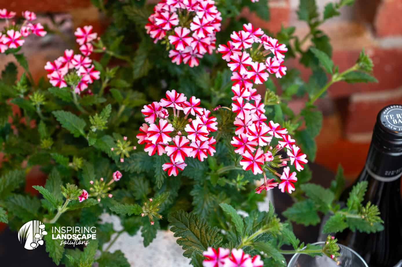 Brunswick East Close up of the stunning Verbena × hybrida Groenland & Rümpler.