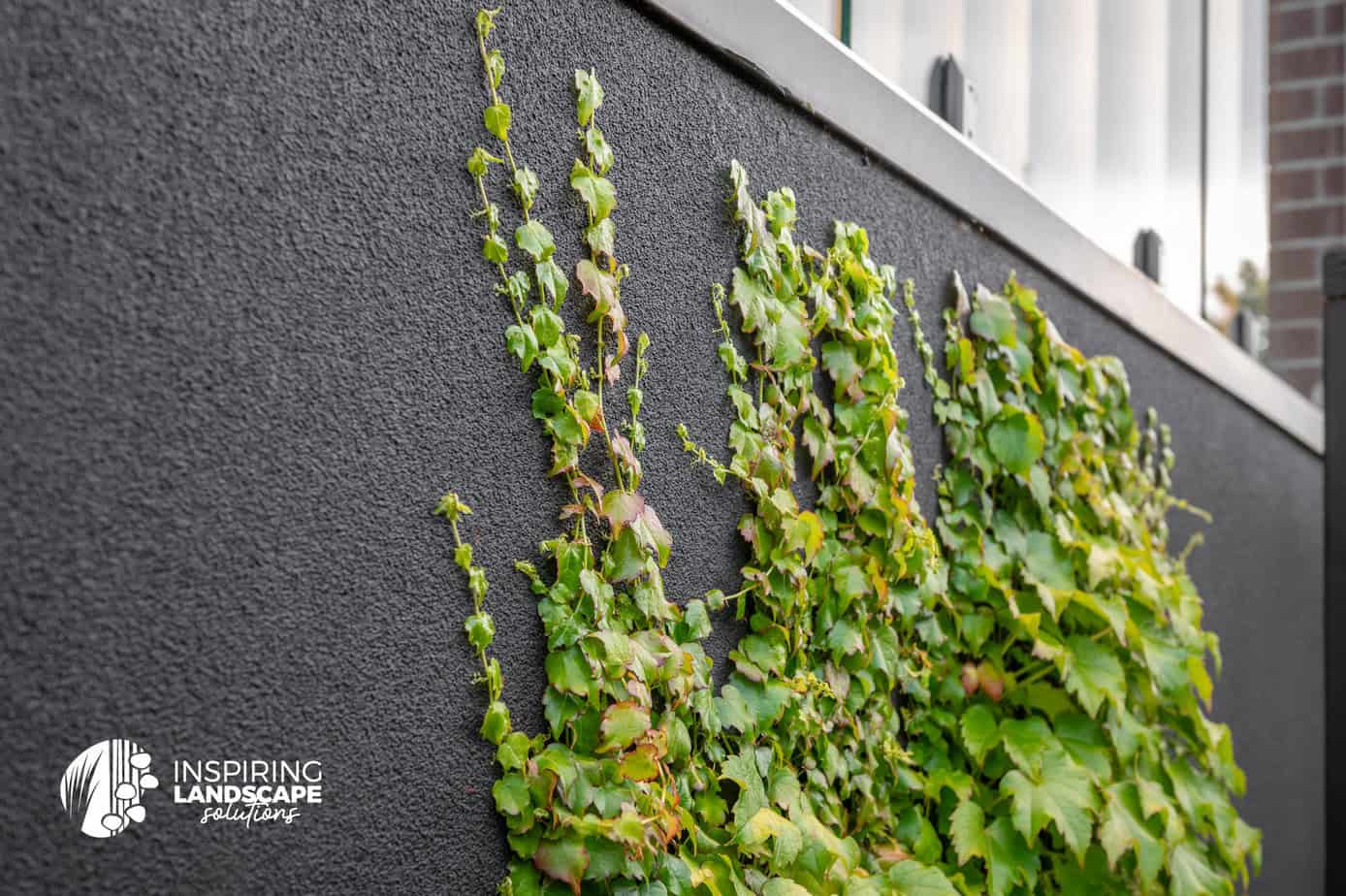 Close up of the Boston Ivy vine climbing up a dark grey rendered wall in Mount Waverley design