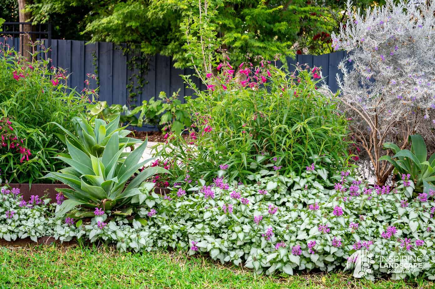 Variety of flowers, succulents, shrubs and trees in the Nunawading garden design