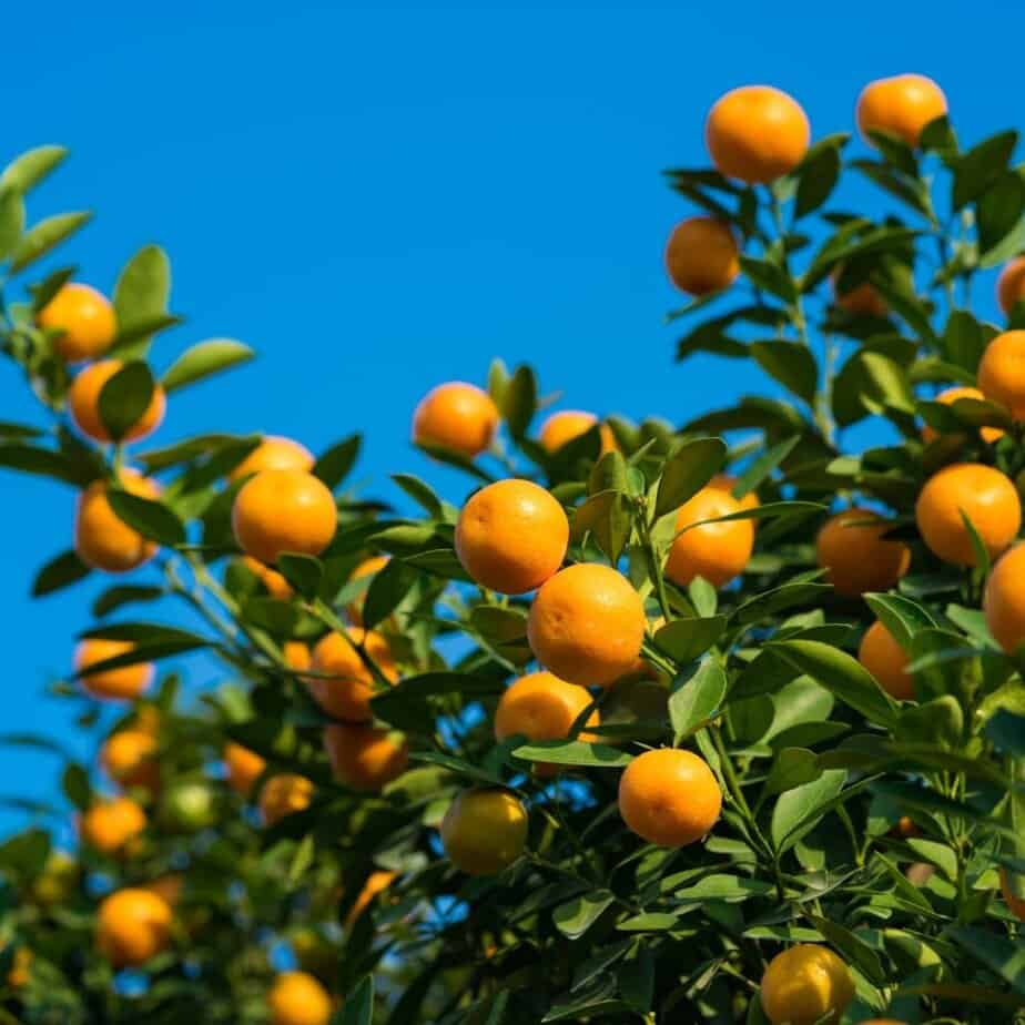 Orange tree Close up of an orange tree