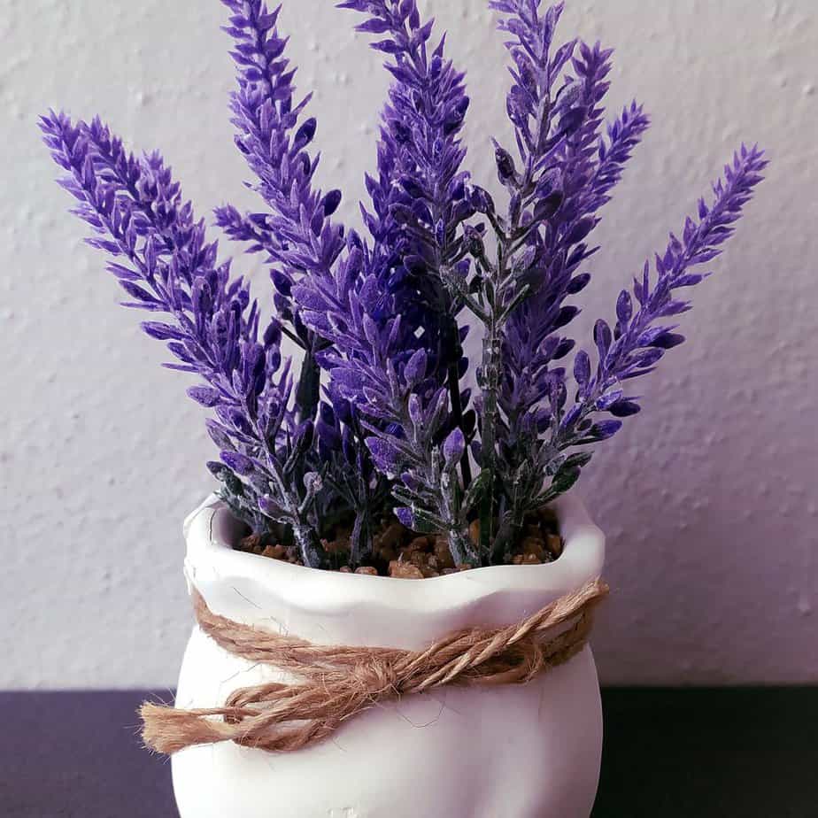 lavender pot plant
