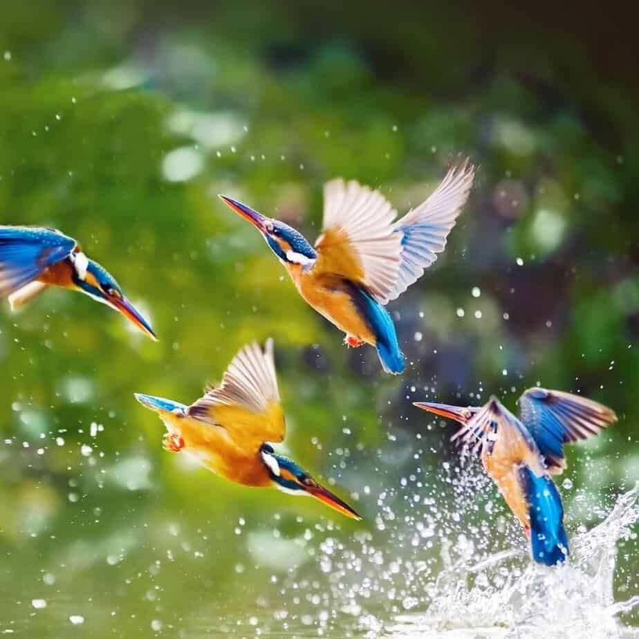 Birds in a birdbath