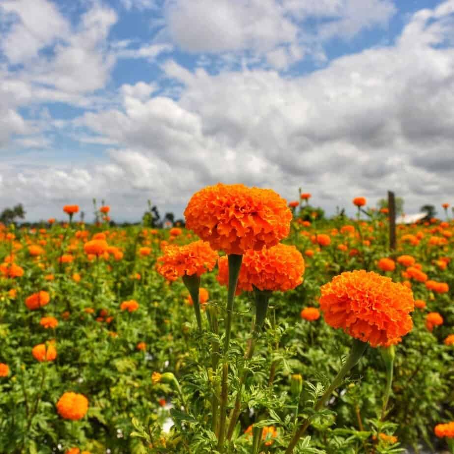 Field of marigolds